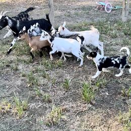 Border Collie Puppies from Bridges Border Collies
