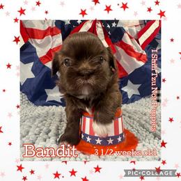 Bandit - Liver and white male Shih Tzu puppy in Beatrice, Nebraska from I Shih Tzu Not Puppies
