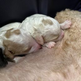 Poodle Puppies from Reuter Clan Poodles