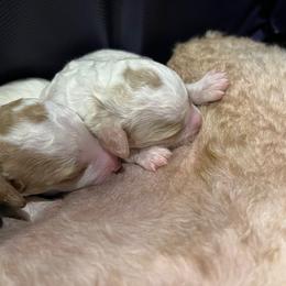 Poodle Puppies from Reuter Clan Poodles