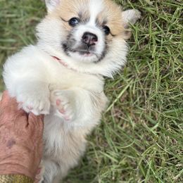 Red Collar - Red male Pembroke Welsh Corgi puppy in Big Sandy, Texas from Ditto's Pembroke Welsh Corgis