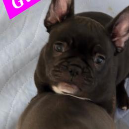 Meg - Black and white female French Bulldog puppy in Whittier, California from West Coast Bullies & Frenchies