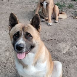 Akita All Grown Up from The Akita Bear's Ruff house!