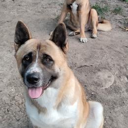 Akita All Grown Up from The Akita Bear's Ruff house!