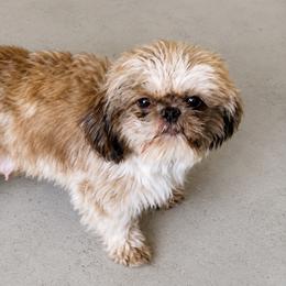 Mushi - Shih Tzu