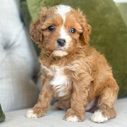 Paddington🐻 - Apricot male Cavapoo puppy in Granbury, Texas from Triple Cross Doodles
