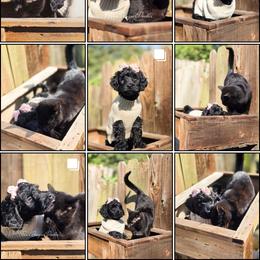 Prosa - Black female Goldendoodle puppy in Centreville, Mississippi from Trin's Designer Doodles