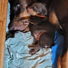 Orange collar girl - Red and rust female Doberman Pinscher puppy in Santa Clarita, California from Riviera Dobermans