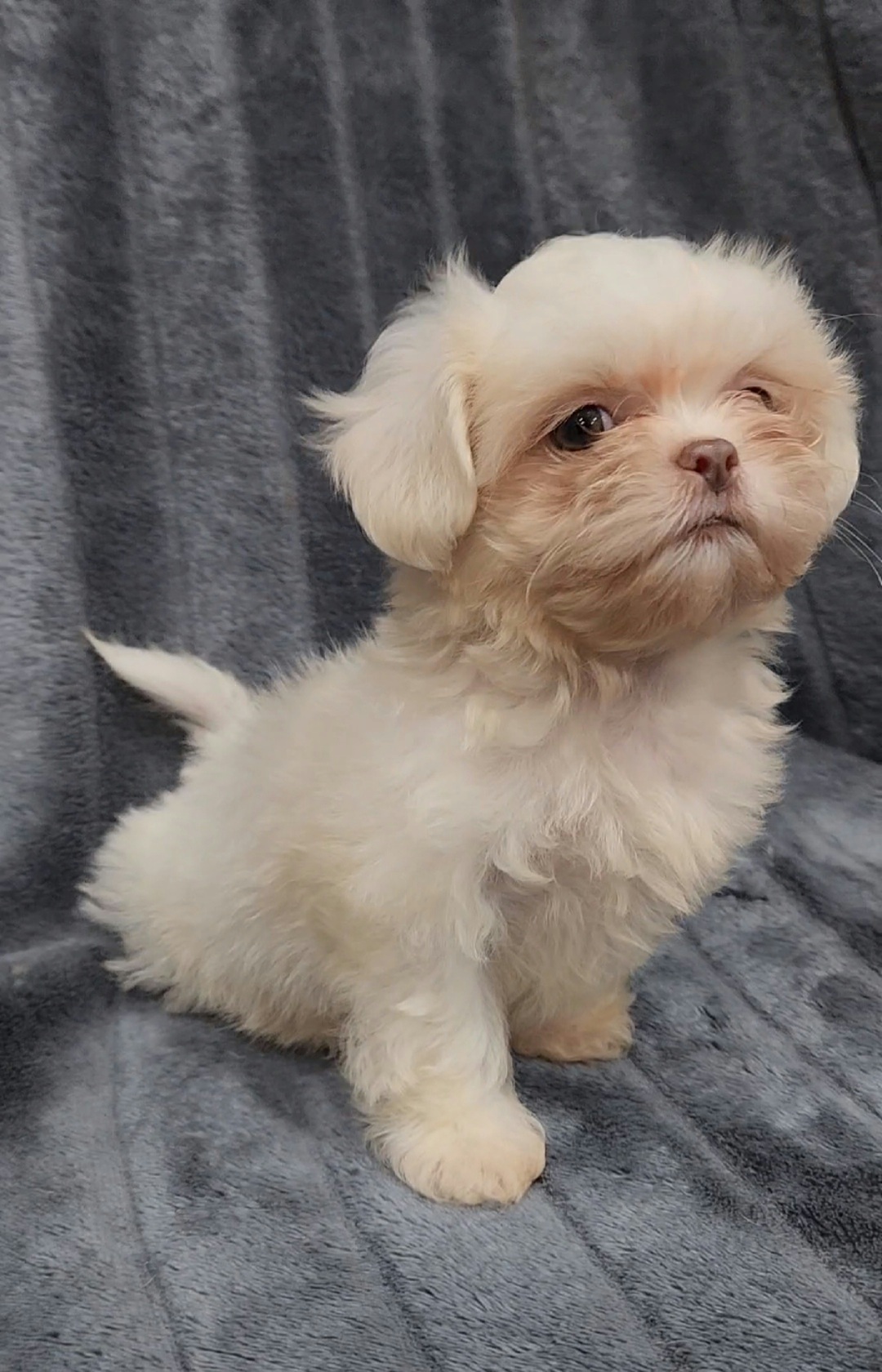 Boy 2 - Cream and white male Shih Tzu puppy in Tampa, Florida from Fancy Shih Tzus Florida