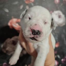 Aphrodite - White and black female Dalmatian puppy in Gray, Georgia from Fuller Spots