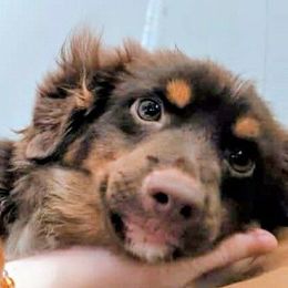 King - Red tri male Miniature Australian Shepherd puppy in Shepherd, Texas from GAMALA Farm & Kennels