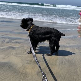 Louie - Miniature Schnauzer