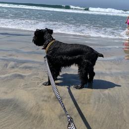 Louie - Miniature Schnauzer