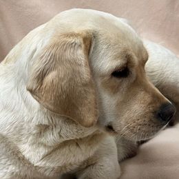 Ava - Labrador Retriever