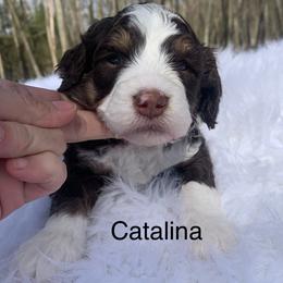 Catalina - Tri-color female Bernedoodle puppy in New Ringgold, Pennsylvania from Hawk Mountain Doodles