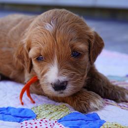 Winnie - Cream female Goldendoodle puppy in Lancaster, Pennsylvania from Henriquez Puppies