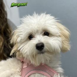 Maltipoo Puppies from Maltipoo_vegas
