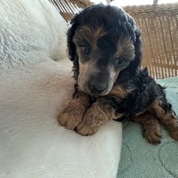 Samson - Phantom male Poodle puppy in Everton, Missouri from Lucky Dog Poodles