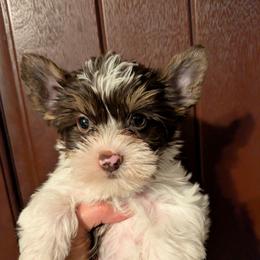 Jean-Luc - Chocolate, tan and white male Yorkshire Terrier puppy in Gatesville, Texas from KontryKritterz Yorkies