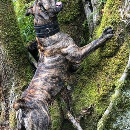 Boerboel All Grown Up from Romboel farm dogs