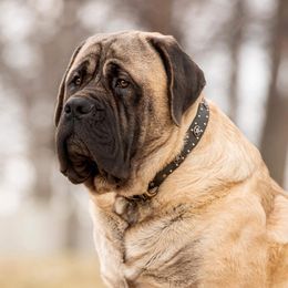 Tiago - Mastiff