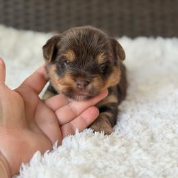 Gus - Chocolate and tan male Yorkshire Terrier puppy in Liberty, Texas from Tiny Yorkshire pups