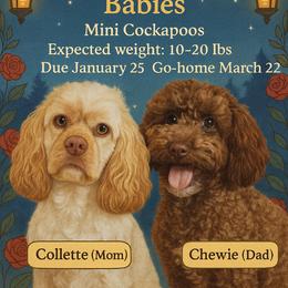 Cockapoo puppies from Little Bear Doodles