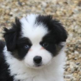 Girl 5 - Black tri Miniature American Shepherd puppy in Tiskilwa, Illinois from First Harmony Farms