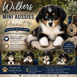 Peanut - Black tri male Miniature Australian Shepherd puppy in Killen, Alabama from Wilkers Wholehearted Mini Aussies