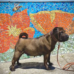 Velna - Chinese Shar-Pei