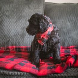 Goldendoodle Puppies from Doodle Me This Goldendoodles