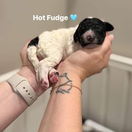 Hot Fudge - Black and white male Bernedoodle puppy in Benton, Arkansas from Cozy Creek Doodles