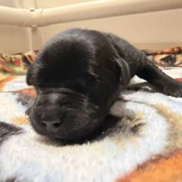 Kit Kat - Black female Labrador Retriever puppy in Eugene, Oregon from LakeHouse Labrador Retriever LLC