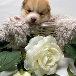 Pomsky Puppies from Gemstone Pomskies