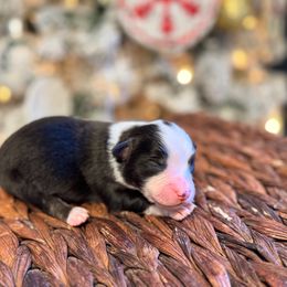 Boy 3 - male Miniature American Shepherd puppy in from 3 Barrels Farms, LLC