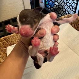 Red collar - Tri-color female Bernedoodle puppy in Marlow, Oklahoma from Crider’s Critters