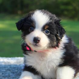 Lily - Black tri female Toy Australian Shepherd puppy in Bauxite, Arkansas from J and B Mini Aussies