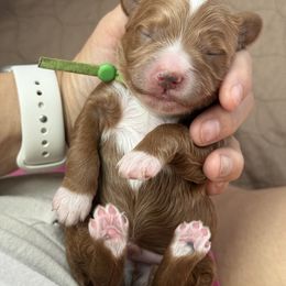 Green - Red  male Goldendoodle puppy in Herriman, Utah from Sunnydoodle Utah