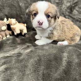 Bear - Sable male Pembroke Welsh Corgi puppy in Millsap, Texas from Punchy Pembroke Ranch