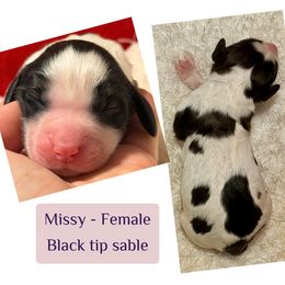 Missy - Liver and white female English Springer Spaniel puppy in Madison, Indiana from McCollough's Pawsome Spaniels and Danny's Delightful Dachshunds