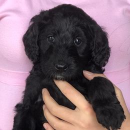 Goldendoodle Puppies from Snow Ridge Doodles