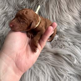 Faith - Red  female Poodle puppy in Osyka, Mississippi from Southern Sunshine Standards
