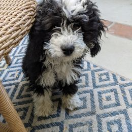 Bernedoodle Puppies from Birdie Bernedoodles