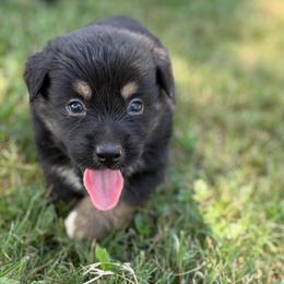 Bandit AKC - Black tri-color male Australian Shepherd puppy in Polk City, Florida from Skaky Shepherds