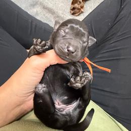 Flynn Orange Collar - Black male Labrador Retriever puppy in Elloree, South Carolina from Moonlight Kennels LLC