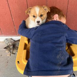 Pembroke Welsh Corgi Puppies from Shells’ Corgis