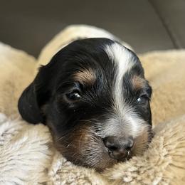 Candycane - Black and tan male Dachshund puppy in Highland, California from BAES Teufelshunde