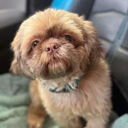 Rocky - Shih Tzu