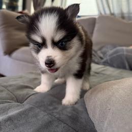 Bubbles - Black and white female Pomsky puppy in West Sacramento, California from Pinkie's Pomskies
