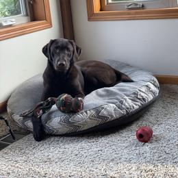 Birdie - Labrador Retriever